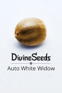auto-white-widow1