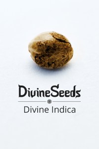 divine-indica1