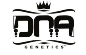 dna-genetics-cannabis-seeds-8694122