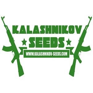 kalashnikov-seeds_download_cat_thumb_cdc6763e-d7b6-41ed-8357-11f59cdd6127_1024x1024139