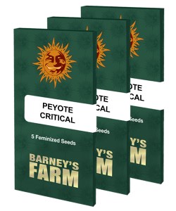 peyote-critical_packet_large_seeds