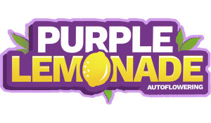 purple-lemonade