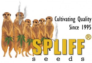 spliff-seeds-cannabis-marijuana-feminized-autoflowering_07