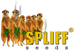 spliffseedslogo