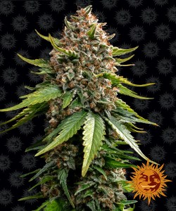 __white-widow-xxl-auto_circle_new_21_186034