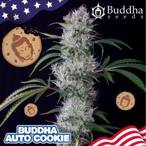 buddha-auto-cookie